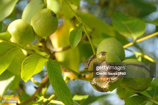 ready to fall. - walnut stock pictures, royalty-free photos & images