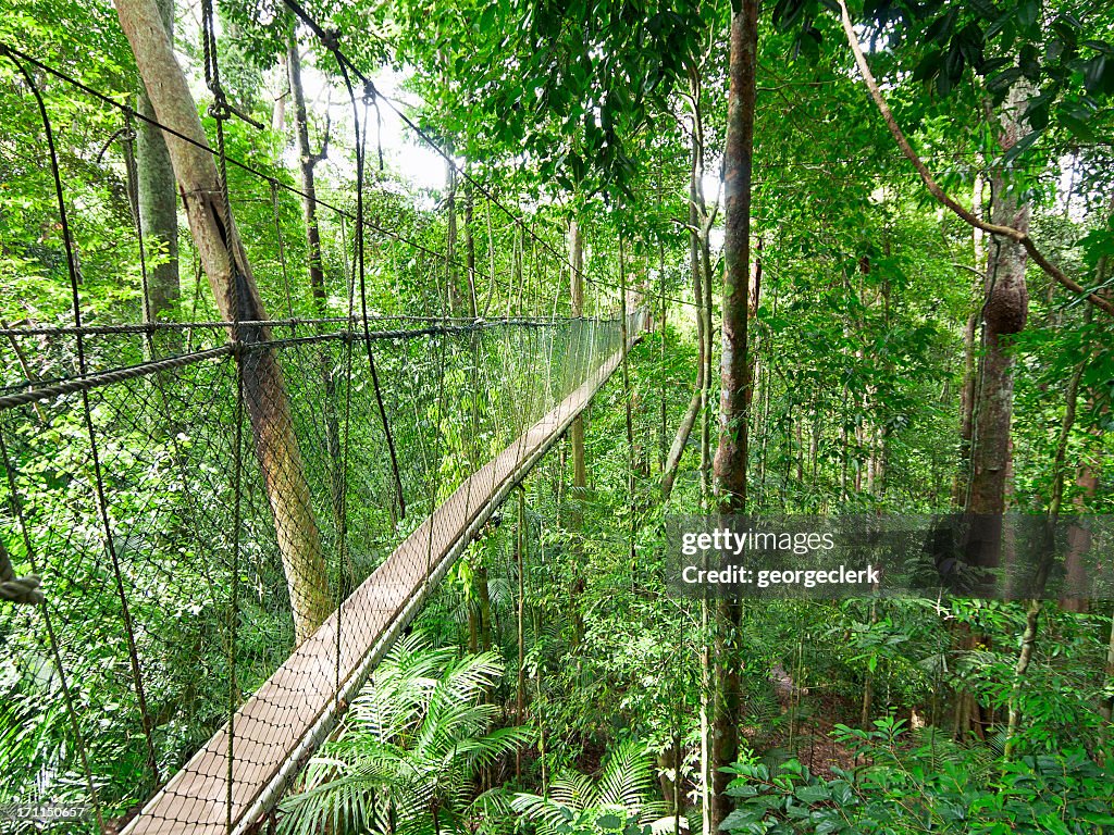 Rainforest Canopy Walkway
