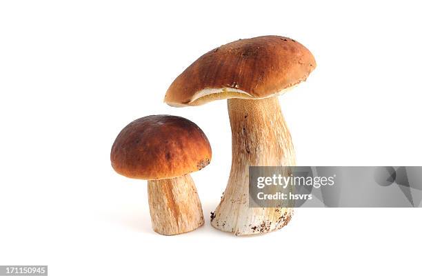 steinpilz (steinpilz edulis)-porcini - speisepilz stock-fotos und bilder