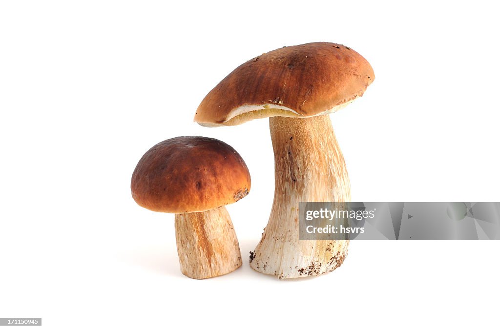 Steinpilz (boletus edulis)-Fungo porcino