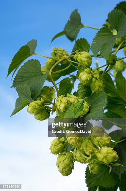close-up of organic hops growing on plant - hops crop stock pictures, royalty-free photos & images