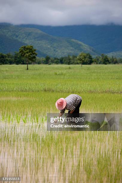 piantare semi di riso, tailandia, sud-est asiatico. - risaia foto e immagini stock