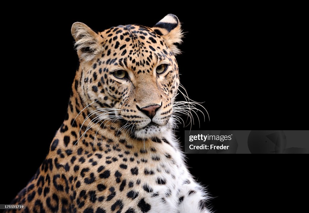 Head shot of leopard against black background