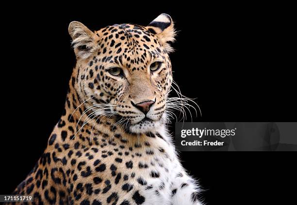 head shot of leopard against black background - black panther face 個照片及圖片檔