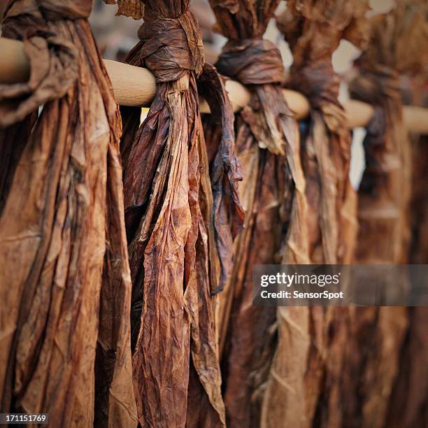 feuilles de tabac - tobacco product stock photos et images de collection