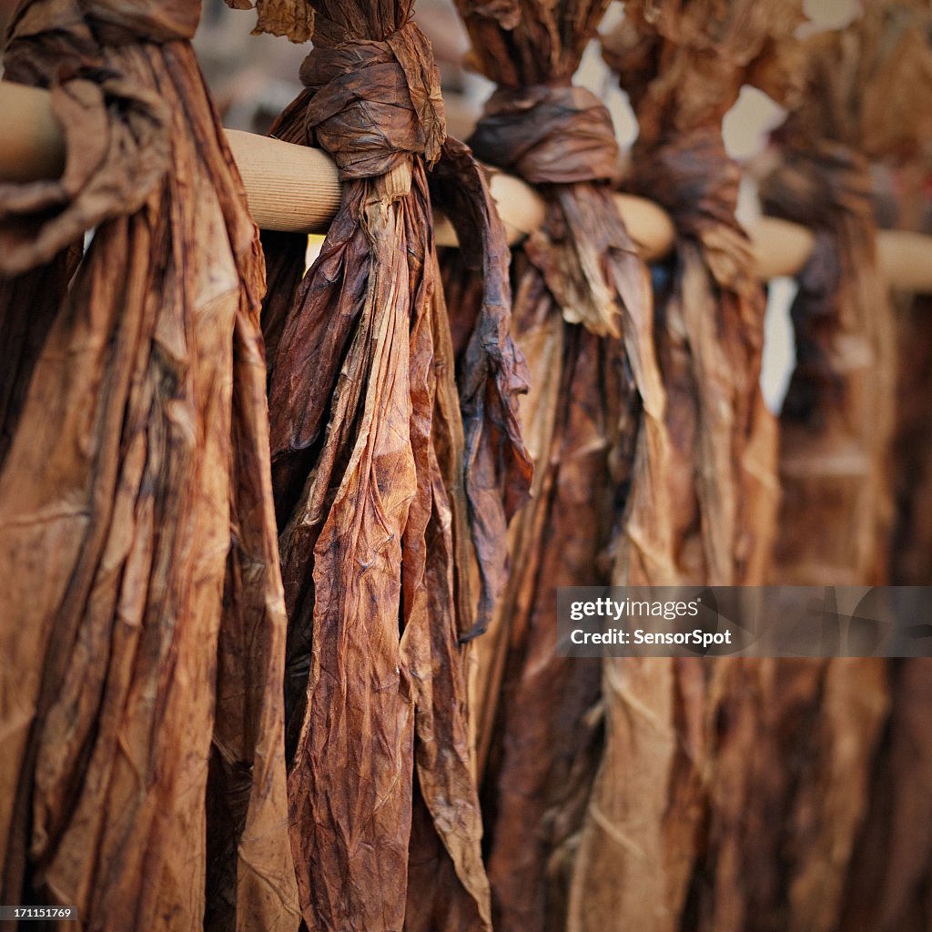 Tobacco leaves