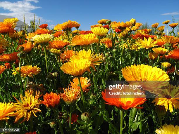 calendula officinalis blossoms - calendula stockfoto's en -beelden