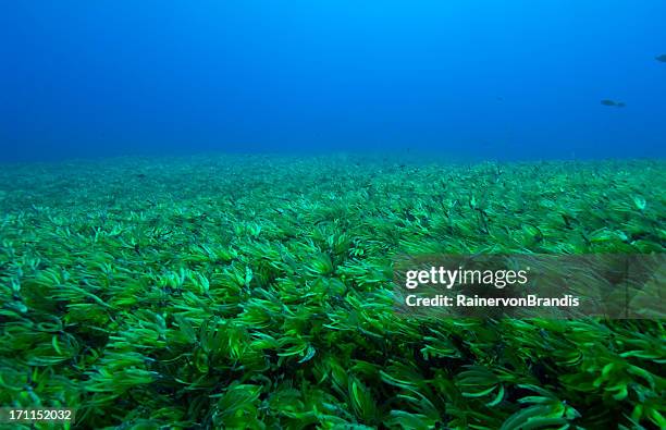 seagrass - sea grass plant stock pictures, royalty-free photos & images