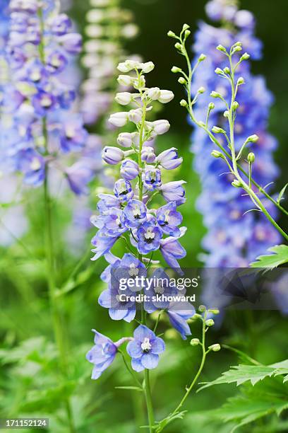 blue delphinium flowers - vertical - riddarsporresläktet bildbanksfoton och bilder