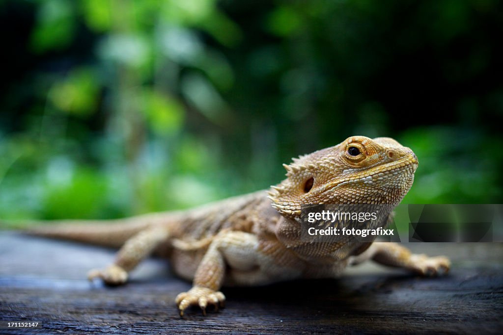 A pogona lizard sitting on a wooden surface in a forest