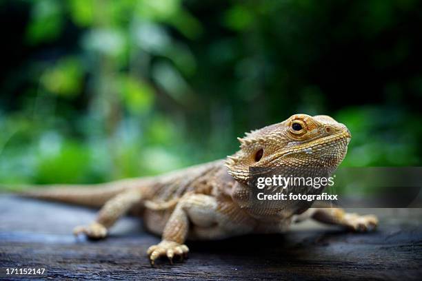 a pogona lizard sitting on a wooden surface in a forest - lizard stock pictures, royalty-free photos & images