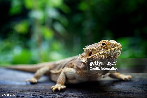 close-up de pogona, em pé em madeira, olhando para a câmera - réptil - fotografias e filmes do acervo