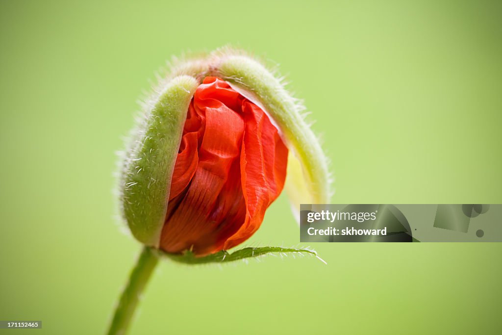 Oriental Poppy über zum Blossom