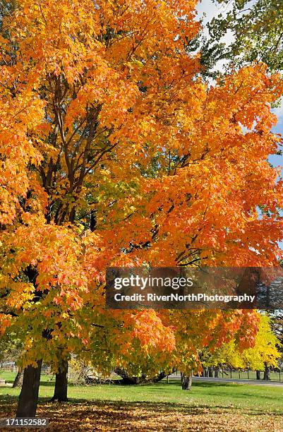 otoño en michigan - bloomfield hills michigan fotografías e imágenes de stock