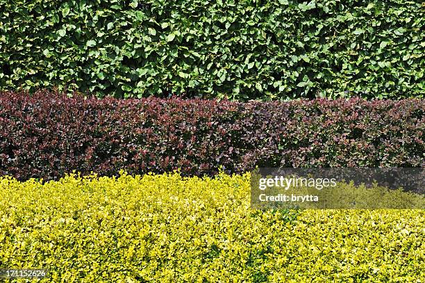 hornbeam,berberis and golden privet hedges. - haagbeuk stockfoto's en -beelden