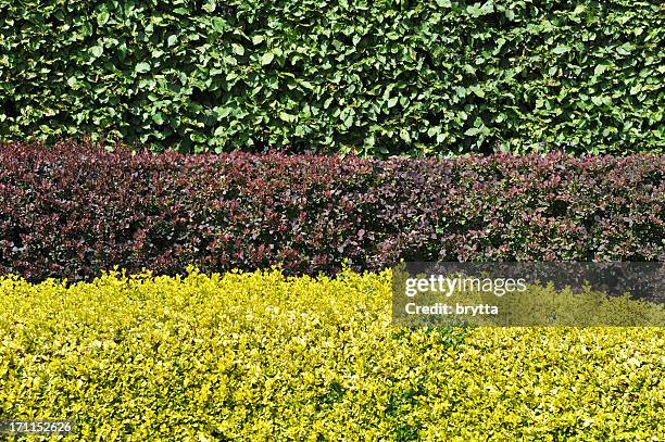 hornbeam,berberis and golden privet hedges. - hornbeam stockfoto's en -beelden