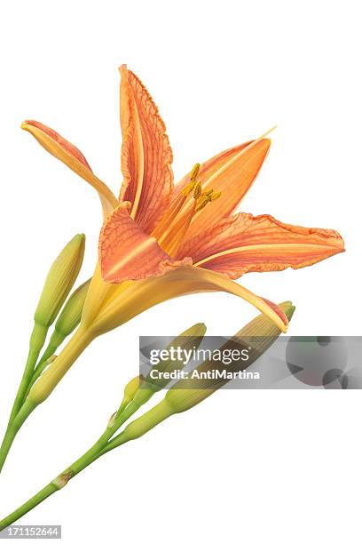 daylily (hemerocallis), isolato su bianco - tiger lily flower foto e immagini stock