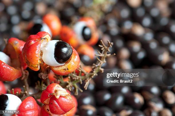 guarana fruit and seeds - guarana stock pictures, royalty-free photos & images