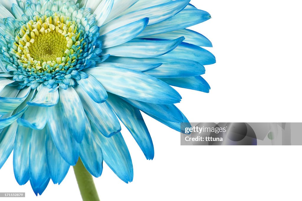 Blue gerbera, Frühling Blumen beauty in nature