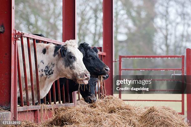 feeding the herd - cow winter stock pictures, royalty-free photos & images