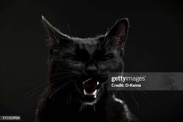 black cat - angry cat stock pictures, royalty-free photos & images