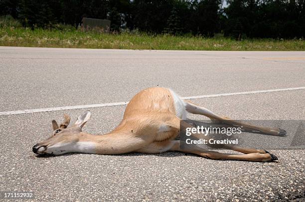 dead deer al lado de la calle - dead deer fotografías e imágenes de stock