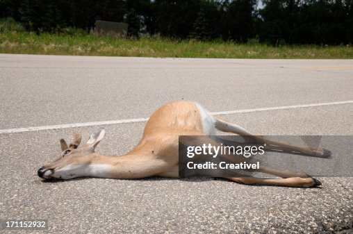 A Drawing Of A Deer 52 1,816 Dead Deer Photos and Premium High Res Pictures - Getty ...