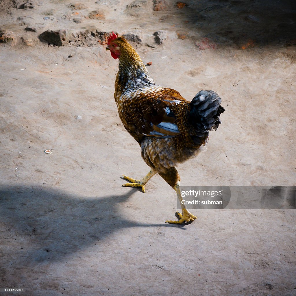 African chicken wandering around