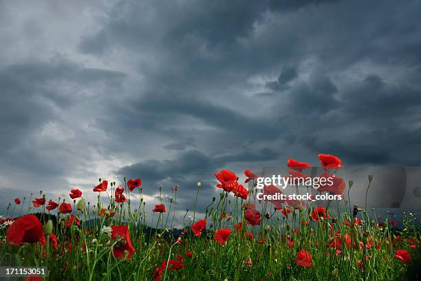 poppy field in cloudy day - poppy flower stockfoto's en -beelden