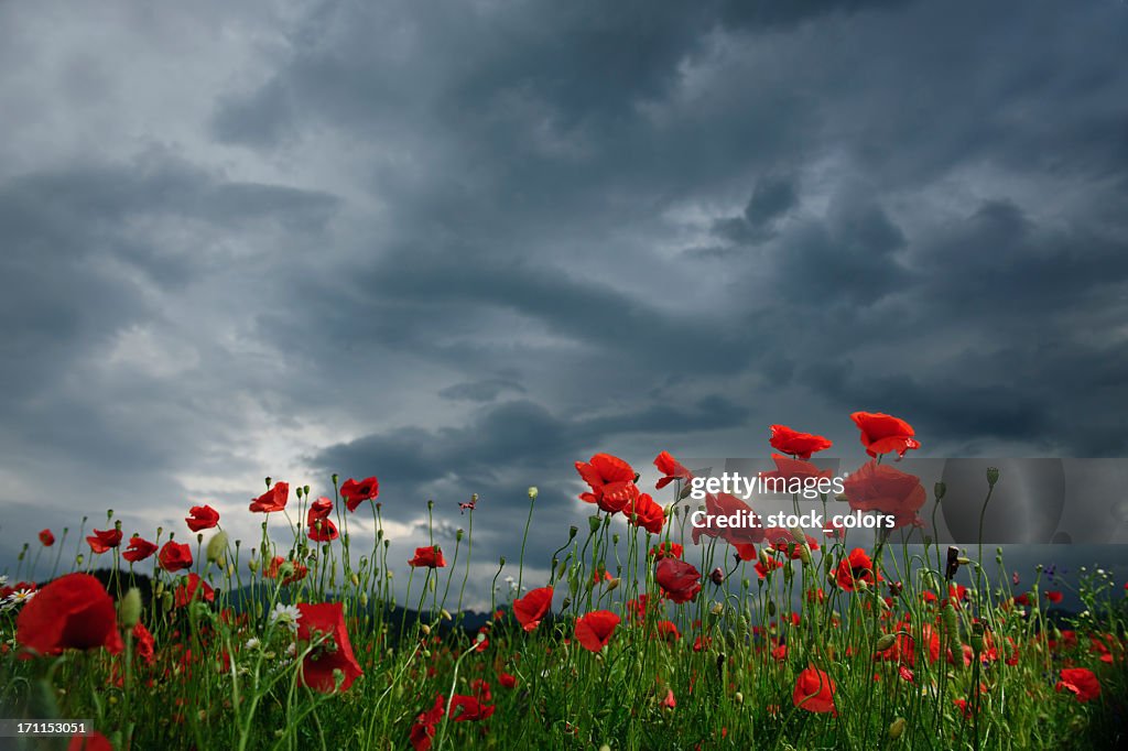 Poppy field in cloudy day