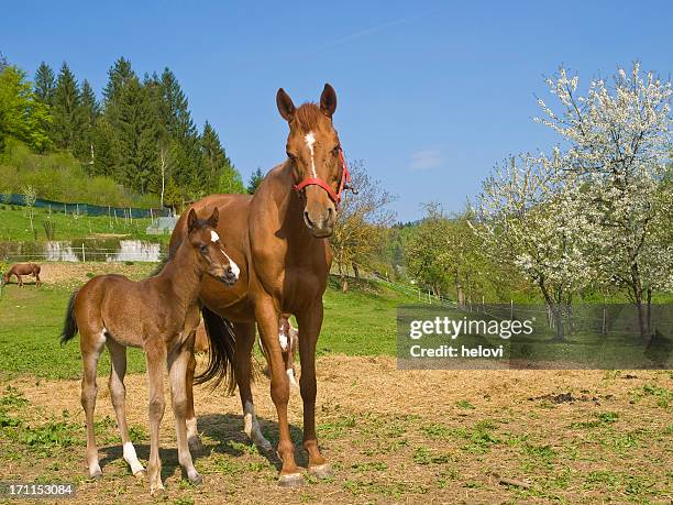 mare and young foal - foap stock pictures, royalty-free photos & images