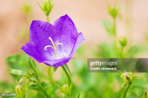 bellflower - campanula carpatica - campanula carpatica stock pictures, royalty-free photos & images