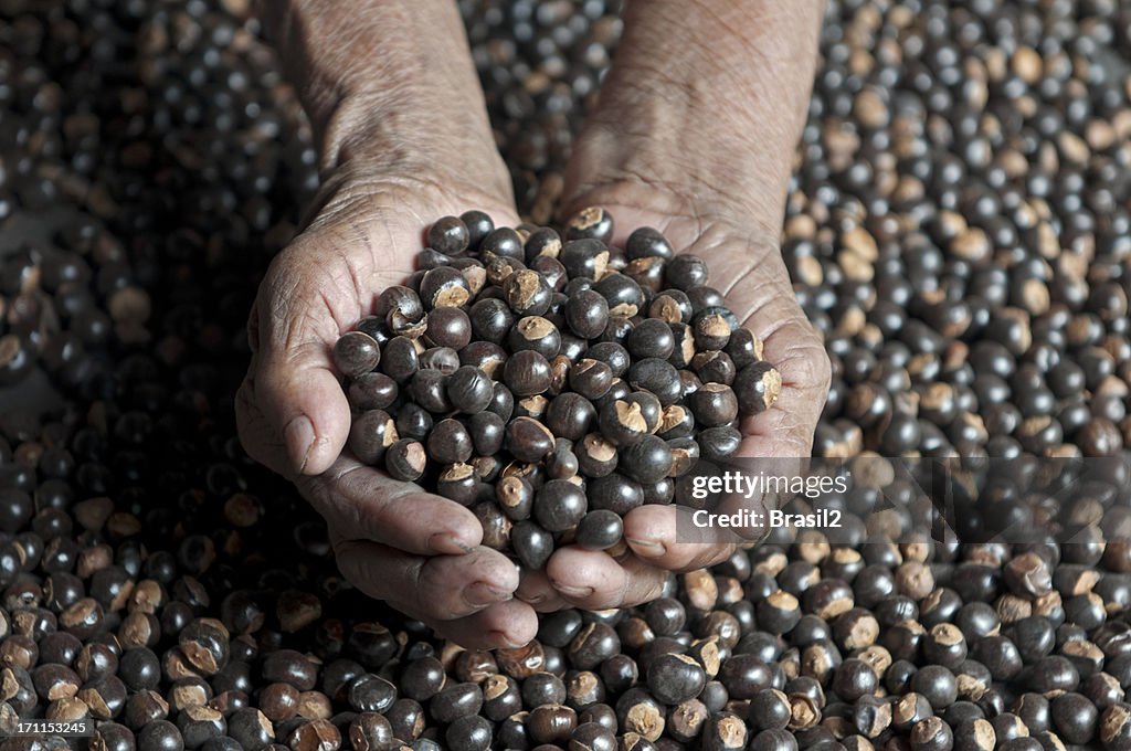 Guarana seeds backgrouds harvesting