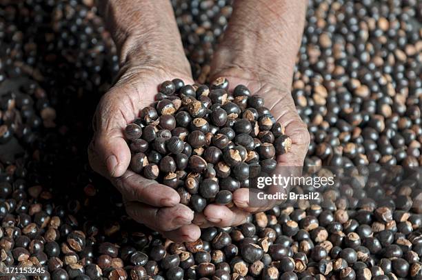 guarana seeds backgrouds harvesting - guarana stock pictures, royalty-free photos & images