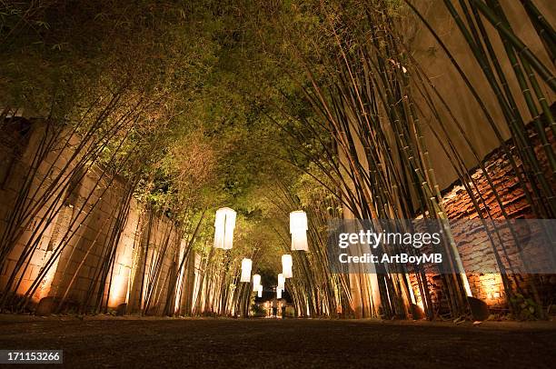 lantern lit bamboo path - thailand illumination festival bildbanksfoton och bilder