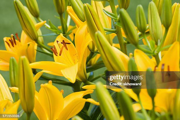 lily - lilium asiatic tiny bee - asiatic lily stock pictures, royalty-free photos & images