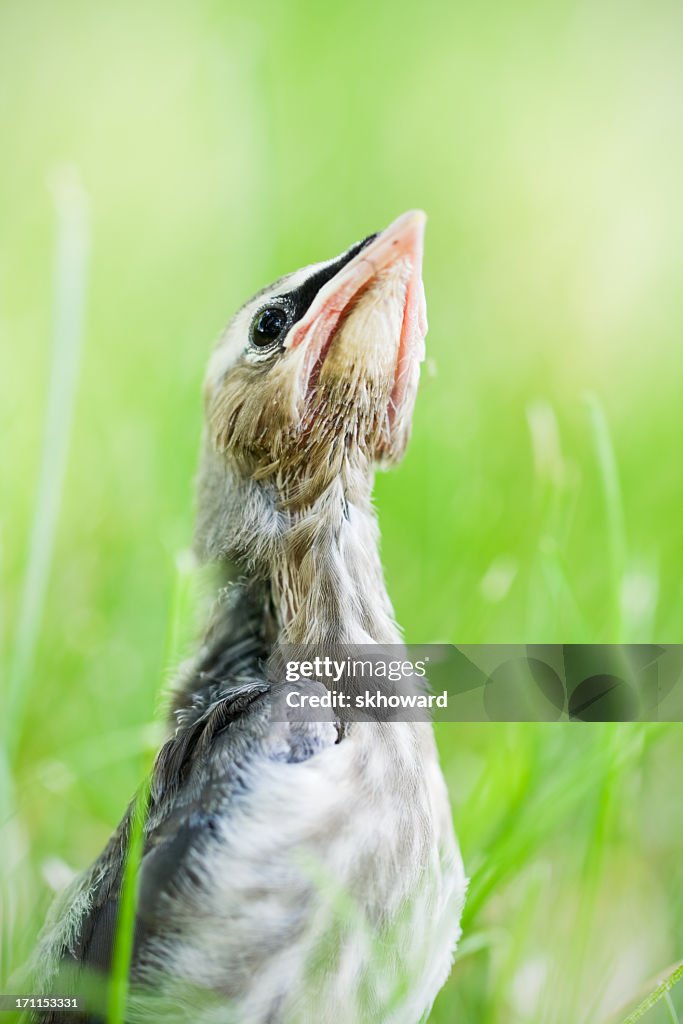 Baby Vogel-Zedernseidenschwanz