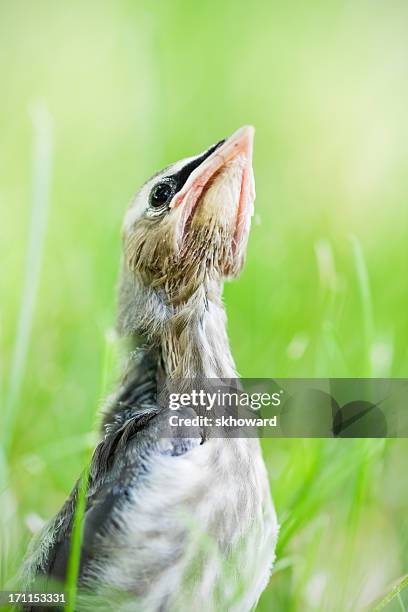 baby vogel-zedernseidenschwanz - seidenschwanz vogelart stock-fotos und bilder