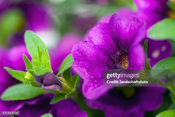 petunia, surfinia - closeup - sugar daddy stock pictures, royalty-free photos & images