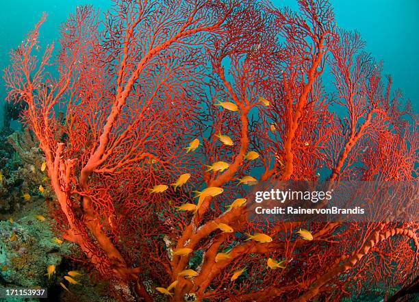 fuego coral y goldies al mar - arrecife fotografías e imágenes de stock