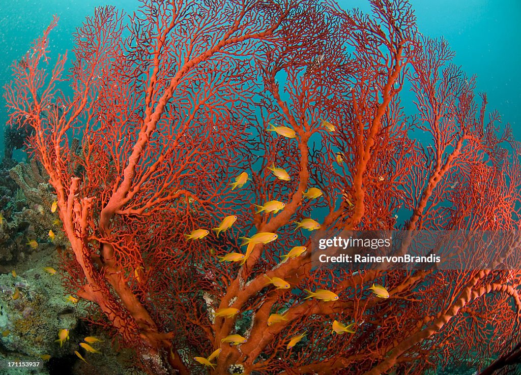 Fire coral and sea goldies