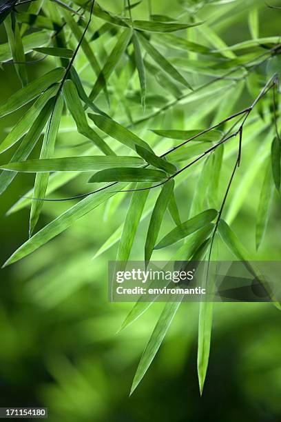 bamboo leaf background. - bamboo leaf stock pictures, royalty-free photos & images