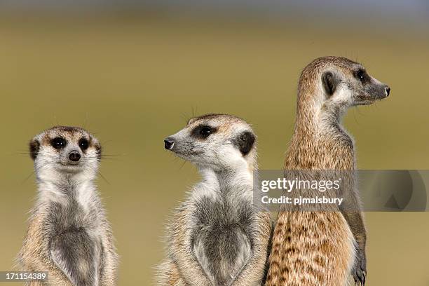 attentif meerkats - suricate photos et images de collection