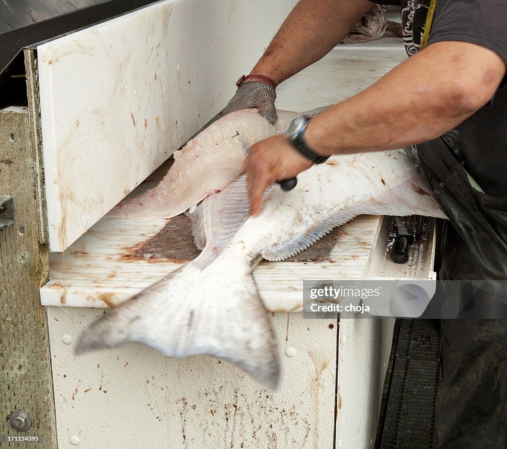 Fisherman is making fillets of Halibut