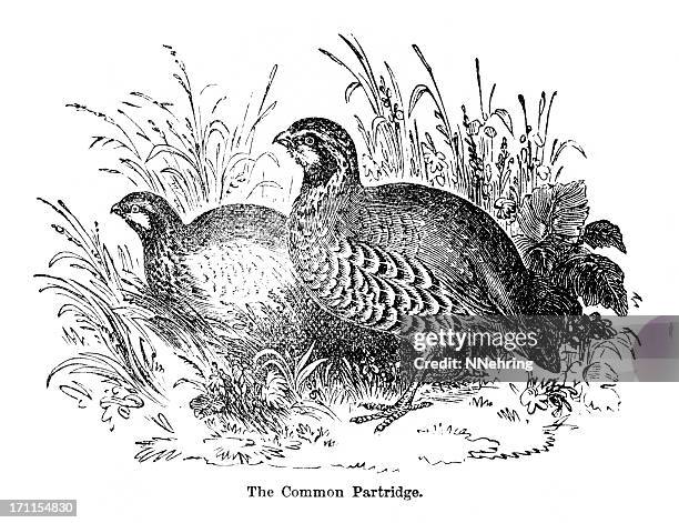 partridge engraving - galliformes stock illustrations