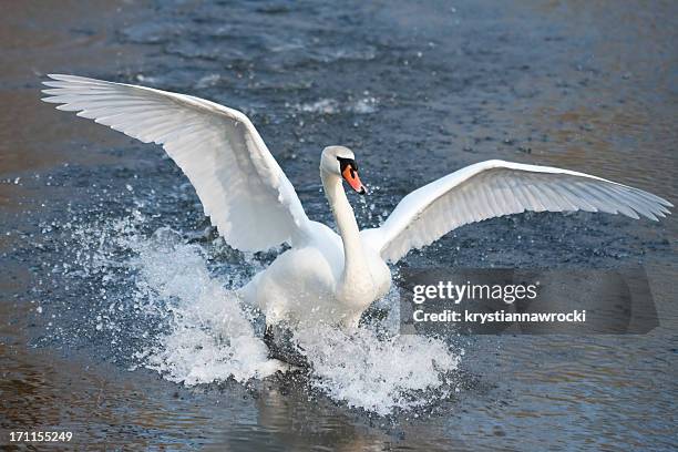 landing swan - mute swan stock pictures, royalty-free photos & images