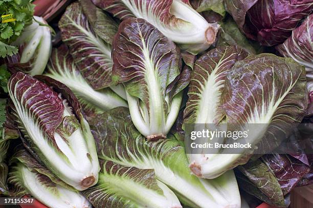 treviso (radicchio) - radicchio stockfoto's en -beelden