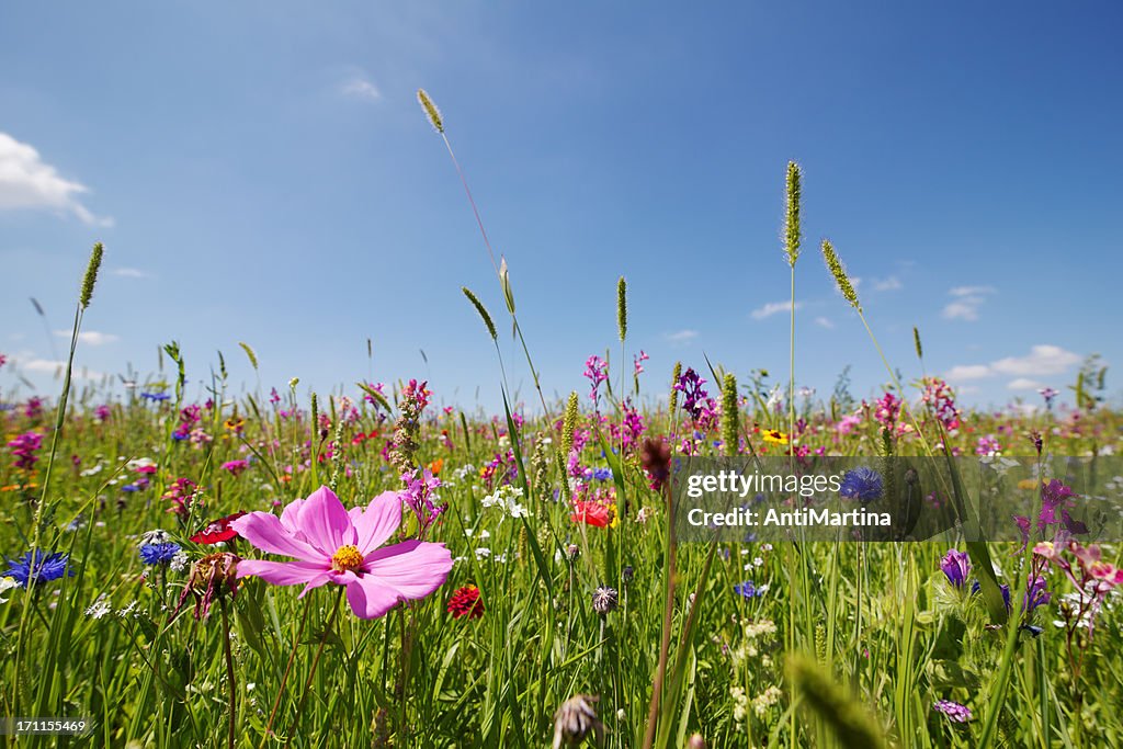 Sommer-Wiese