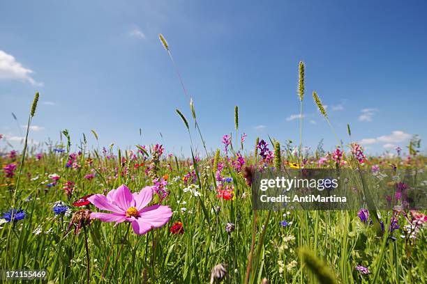 summer meadow - blomkorg bildbanksfoton och bilder