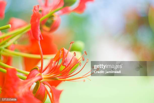 flower close up flamboyant - delonix regia stock pictures, royalty-free photos & images